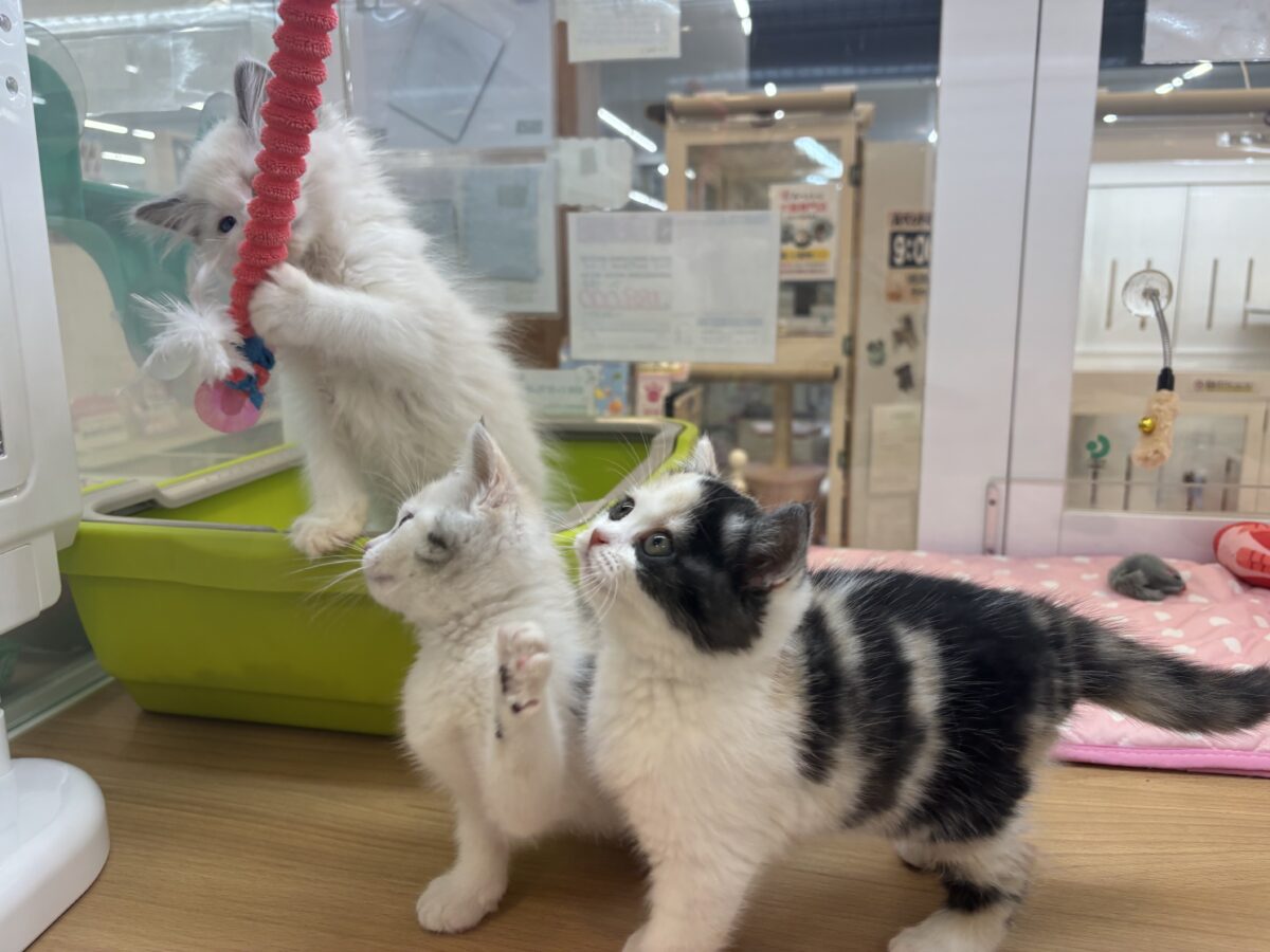 ミックス猫