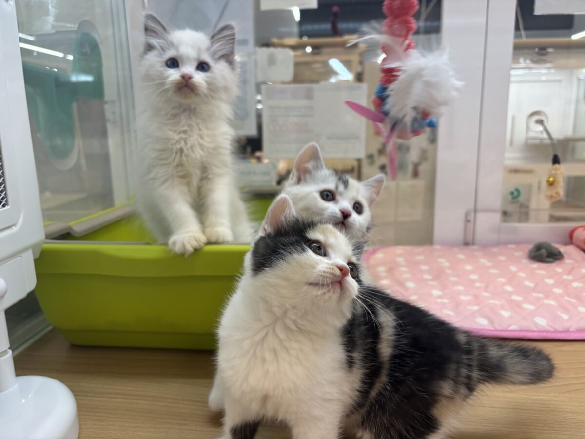 ミックス猫