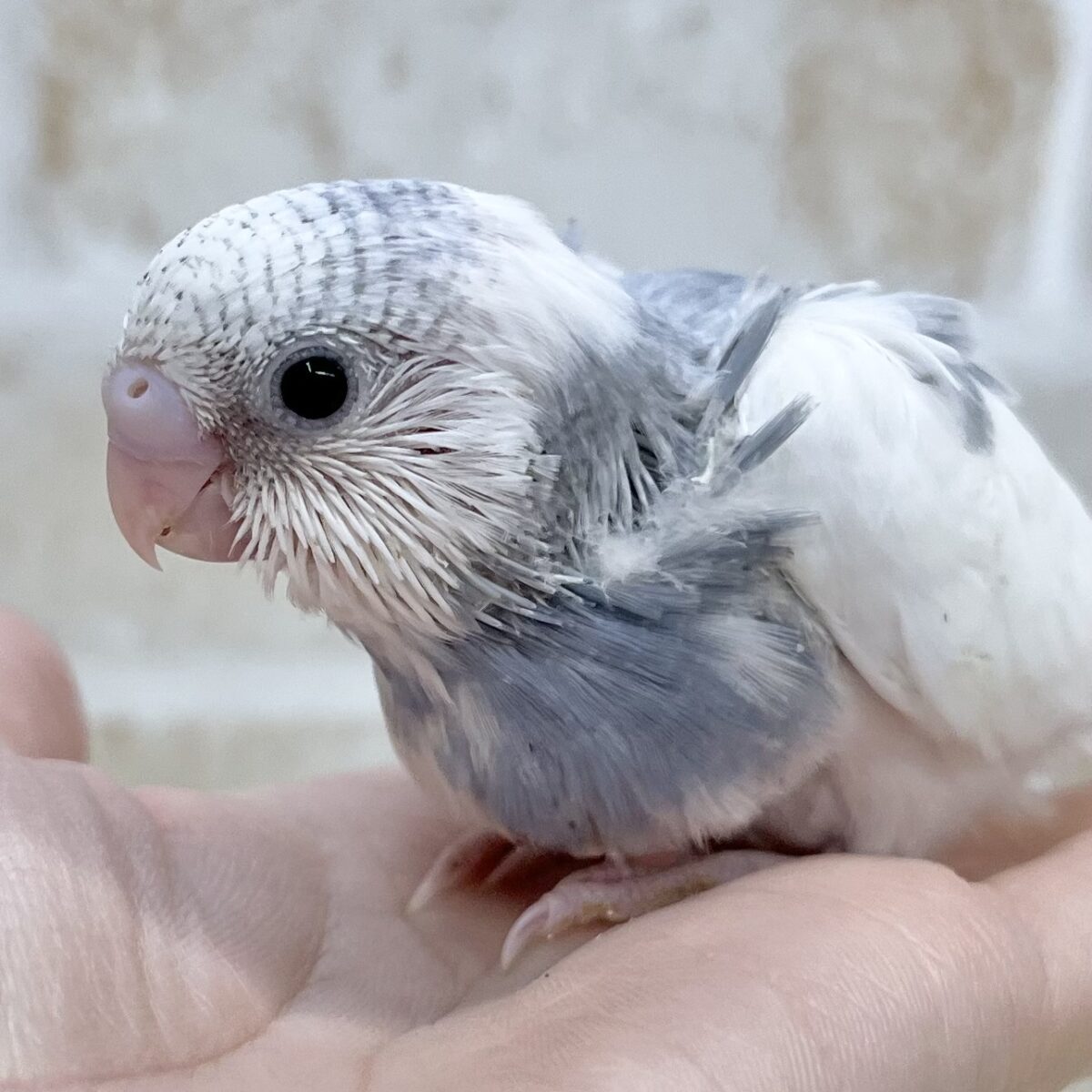 シックなレアカラー🩶✨　セキセイインコ（モーブパイド）