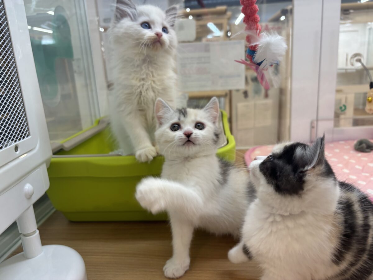 ミックス猫