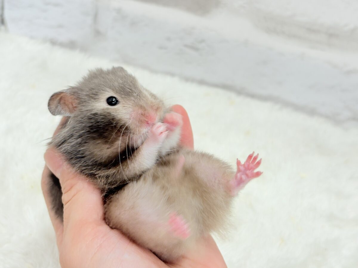 ゴールデンハムスター