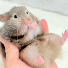 【最新画像更新🪄】我先に〜！食いしん坊ガール🐹🌻セーブルハムスター(女の子)
