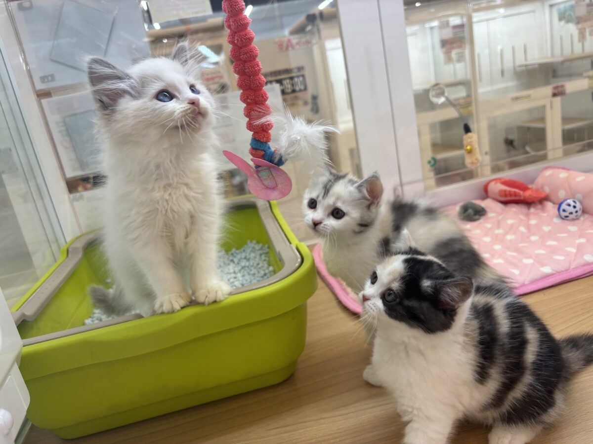 ミックス猫