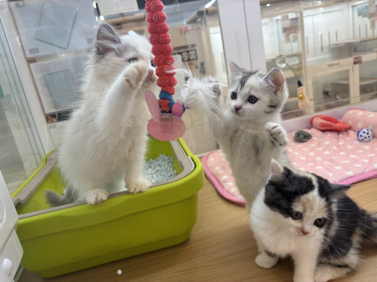 ミックス猫