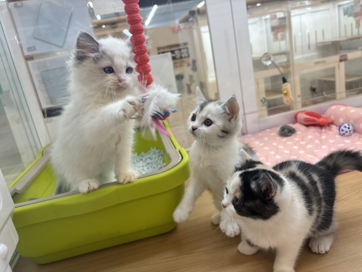 ミックス猫