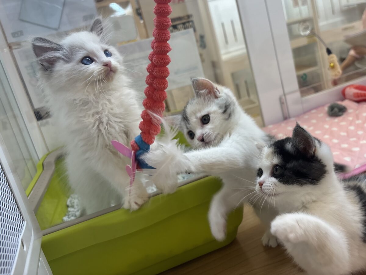 ミックス猫