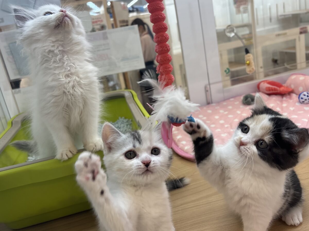 ミックス猫