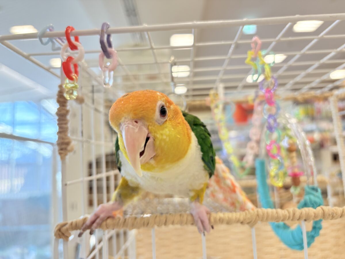シロハラインコ