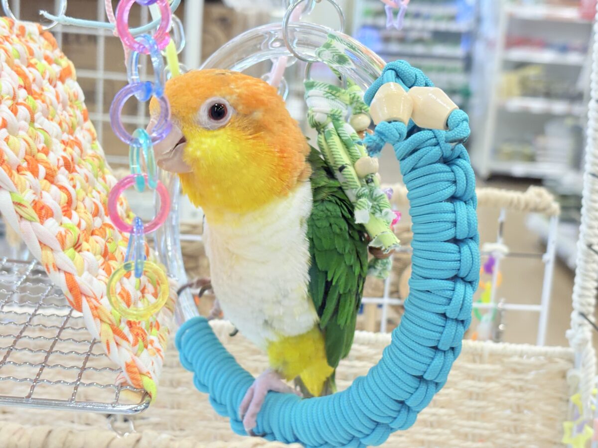 シロハラインコ