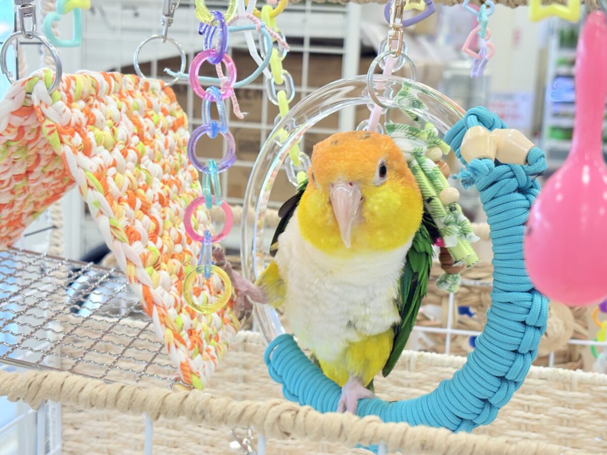 シロハラインコ