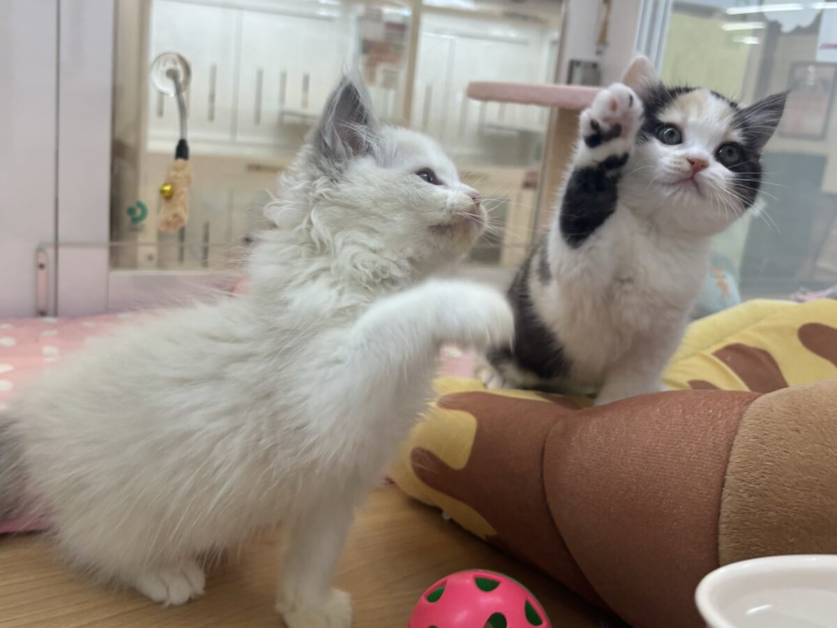 ミックス猫