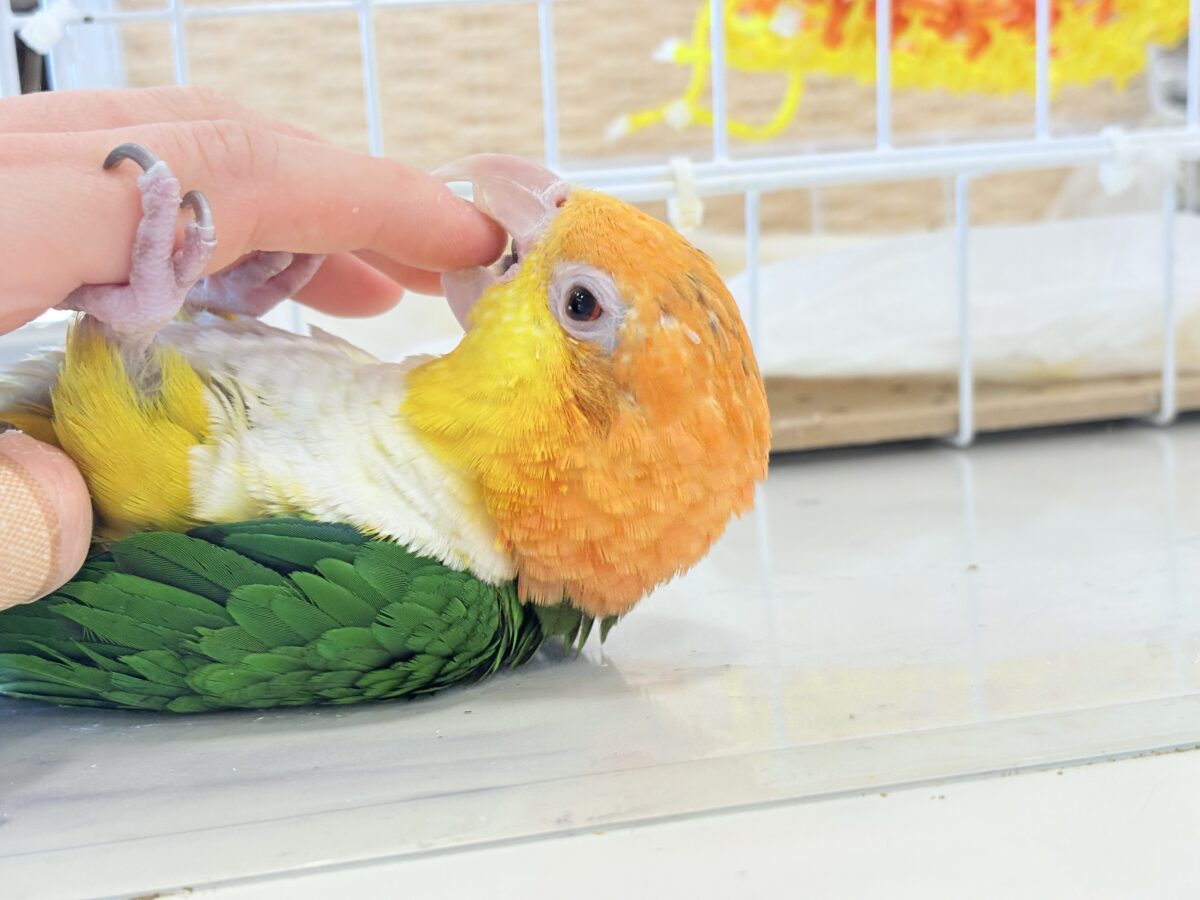 シロハラインコ