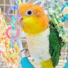 【最新画像更新🪄ひとり餌‪になりました☆】アピール女王🐥🍊🧡シロハラインコ(女の子)
