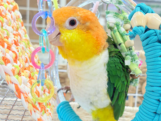 【最新画像更新🪄ひとり餌‪になりました☆】アピール女王🐥🍊🧡シロハラインコ(女の子)
