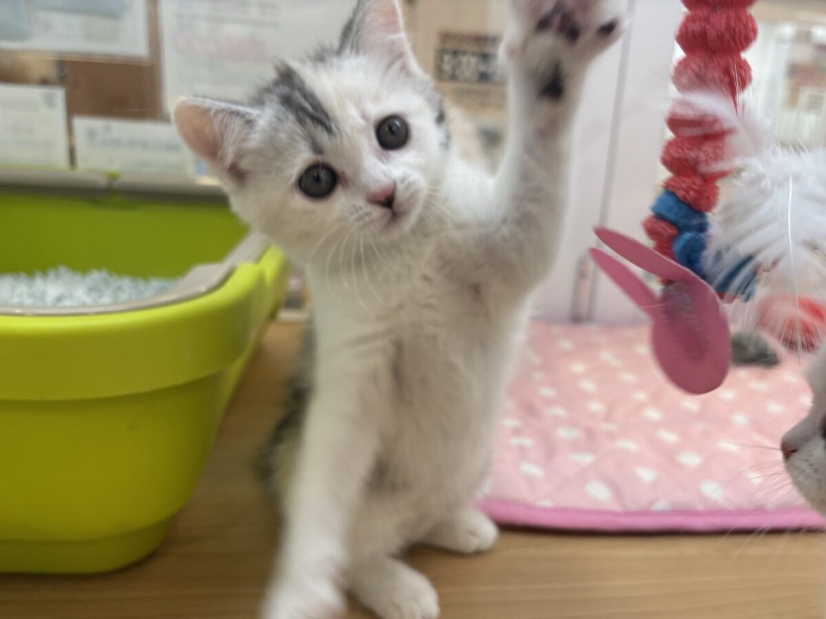 ミックス猫