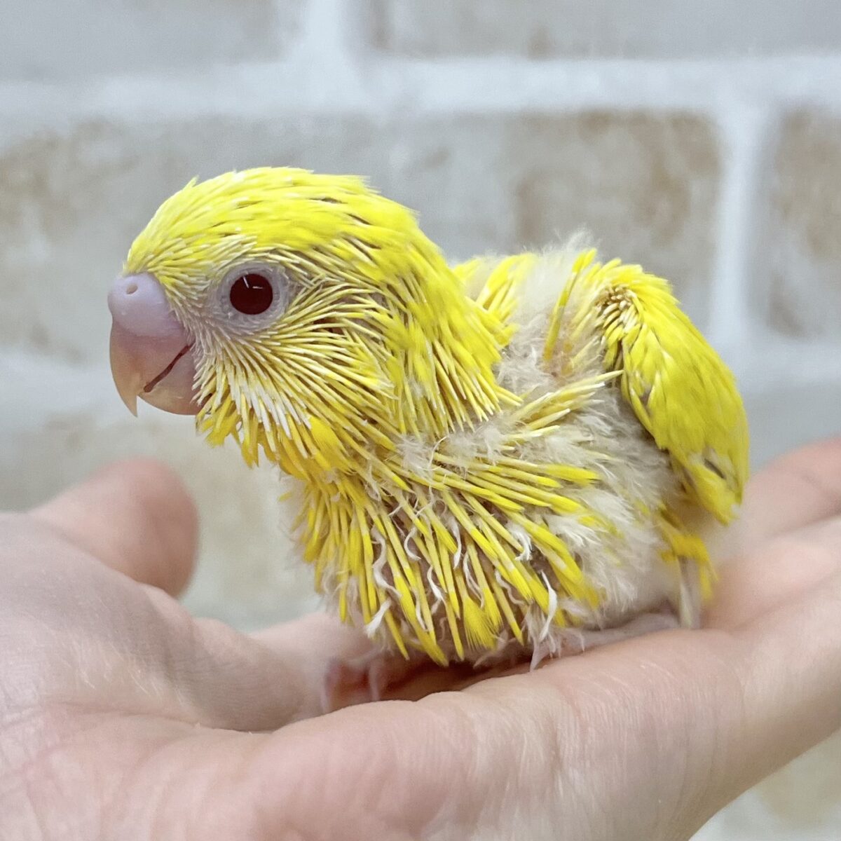 ピカっとひまわり🌻🌟　セキセイインコ（ルチノー②）