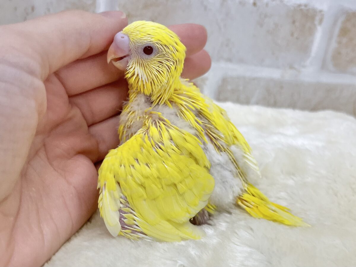セキセイインコ
