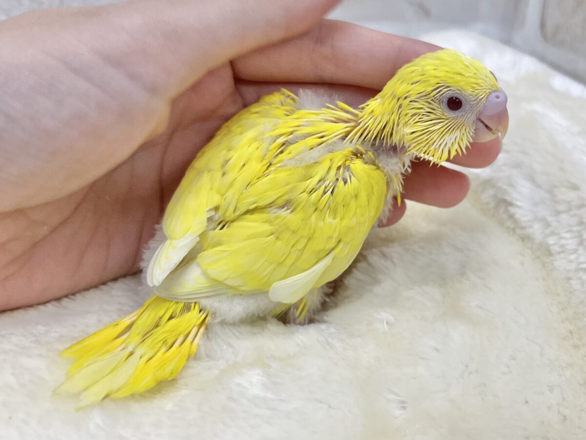 セキセイインコ