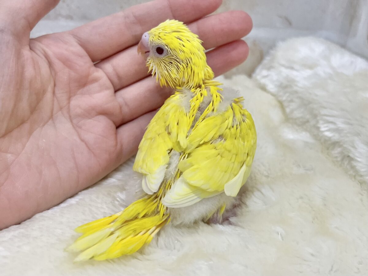 セキセイインコ