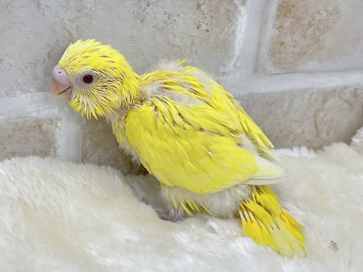 セキセイインコ
