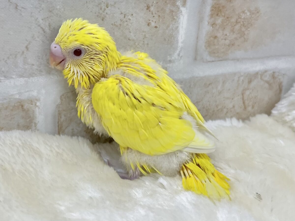 セキセイインコ