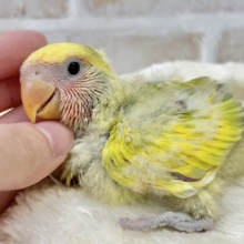 カラフルに成長します🐯🍒✨　コザクラインコ（タイガーチェリー）