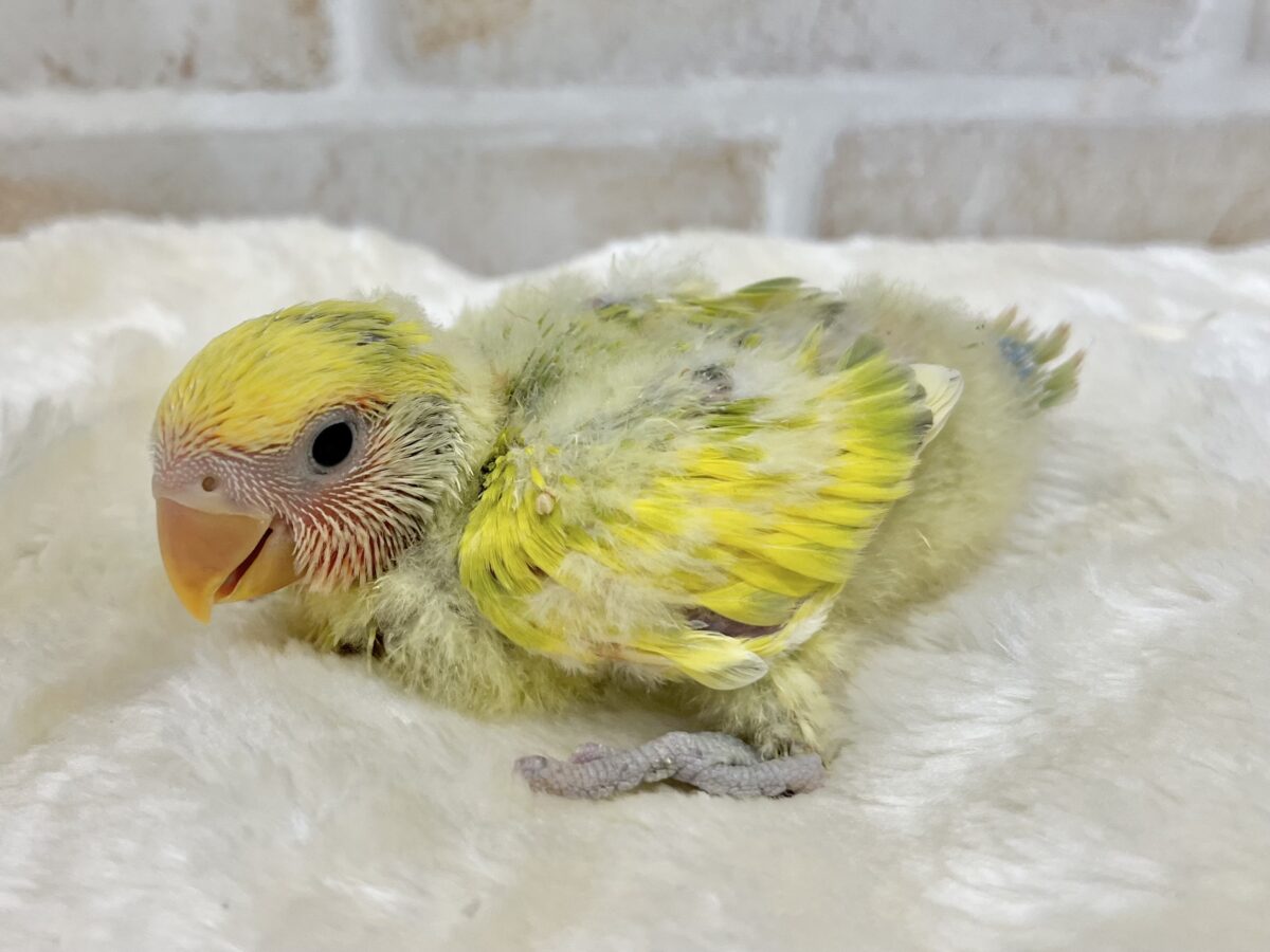 コザクラインコ（小桜インコ）