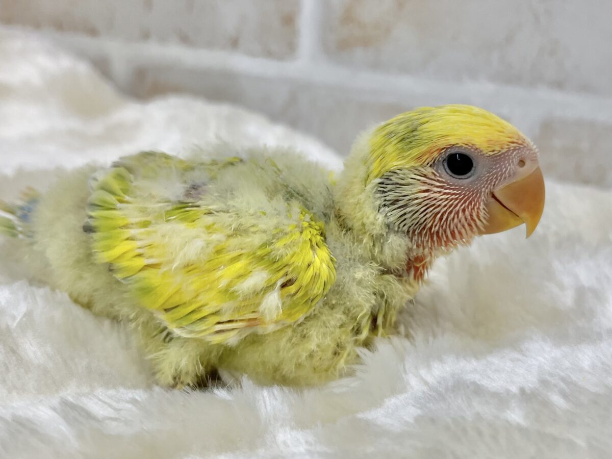コザクラインコ（小桜インコ）