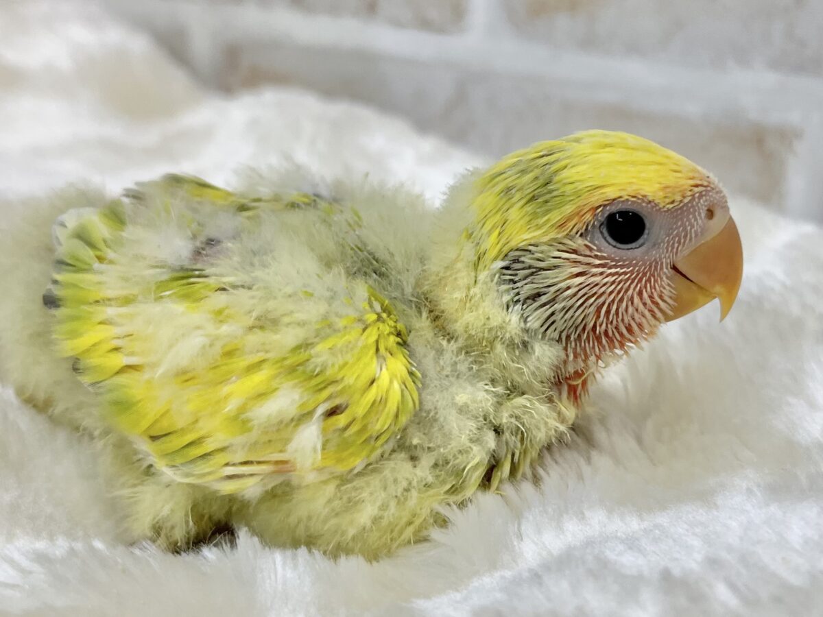 コザクラインコ（小桜インコ）