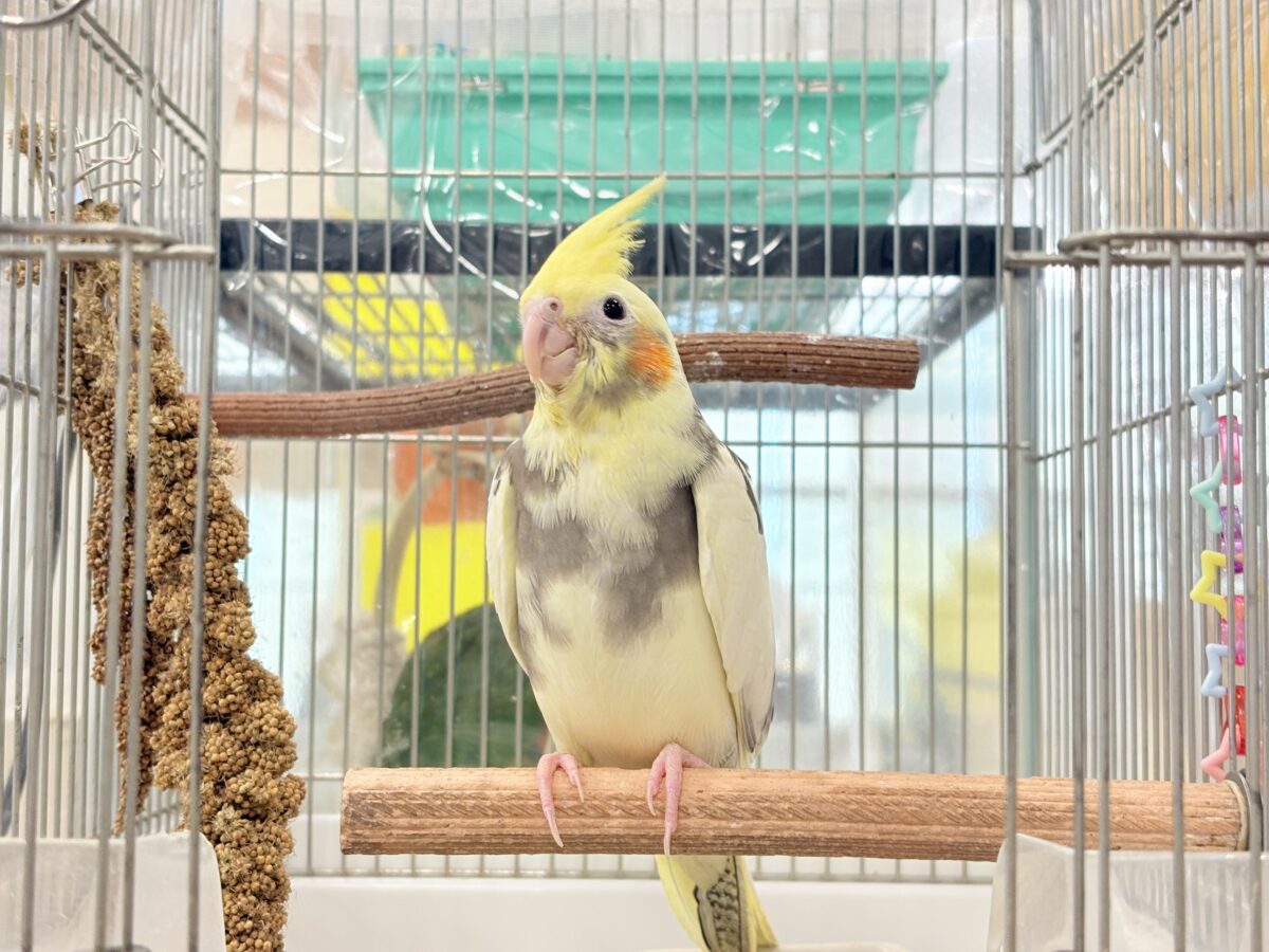 オカメインコ