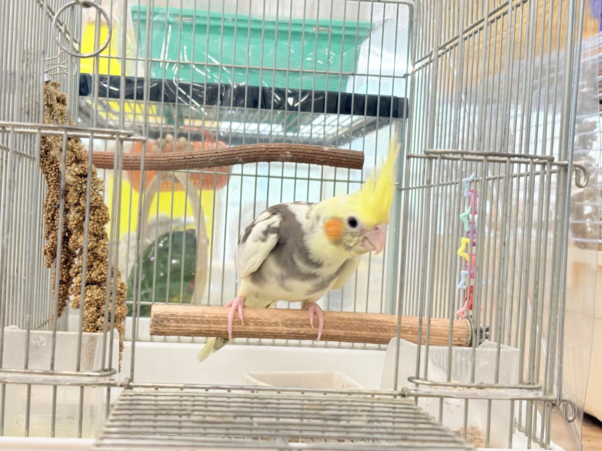オカメインコ
