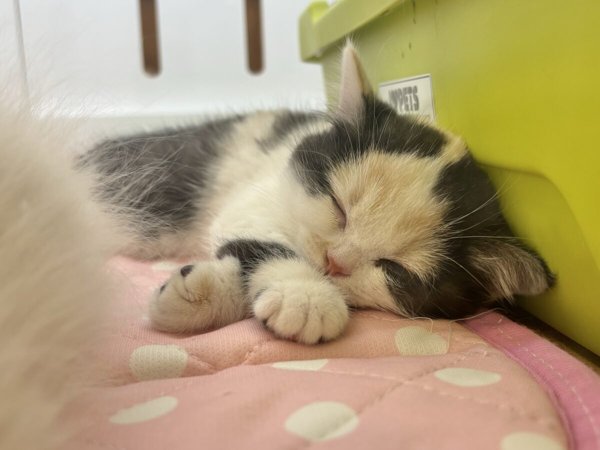 ミックス猫