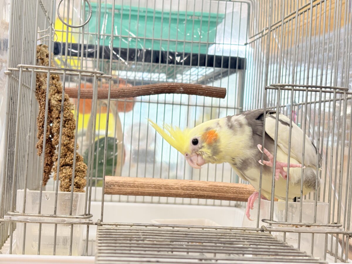 オカメインコ