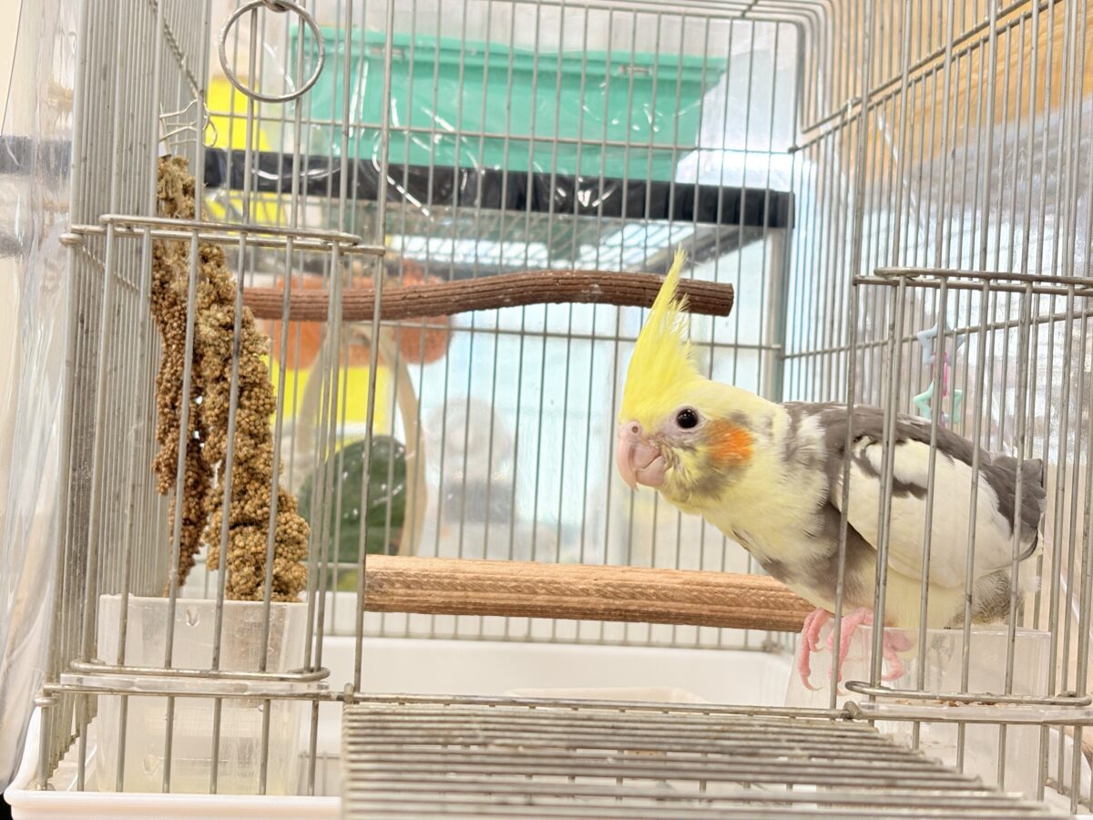 オカメインコ