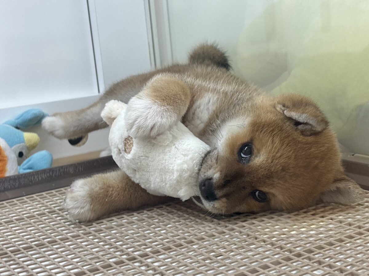 柴犬