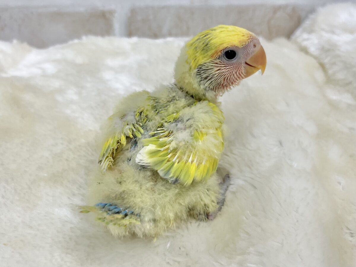 コザクラインコ（小桜インコ）