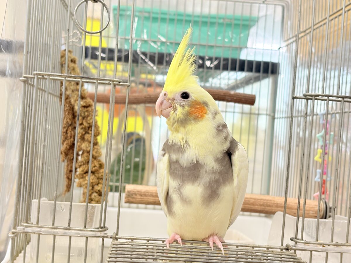 オカメインコ