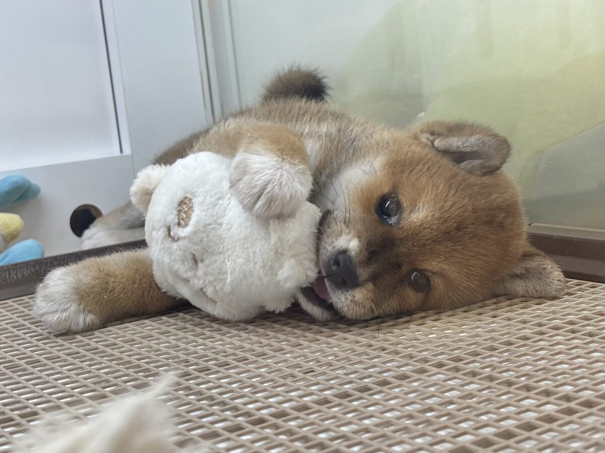 柴犬