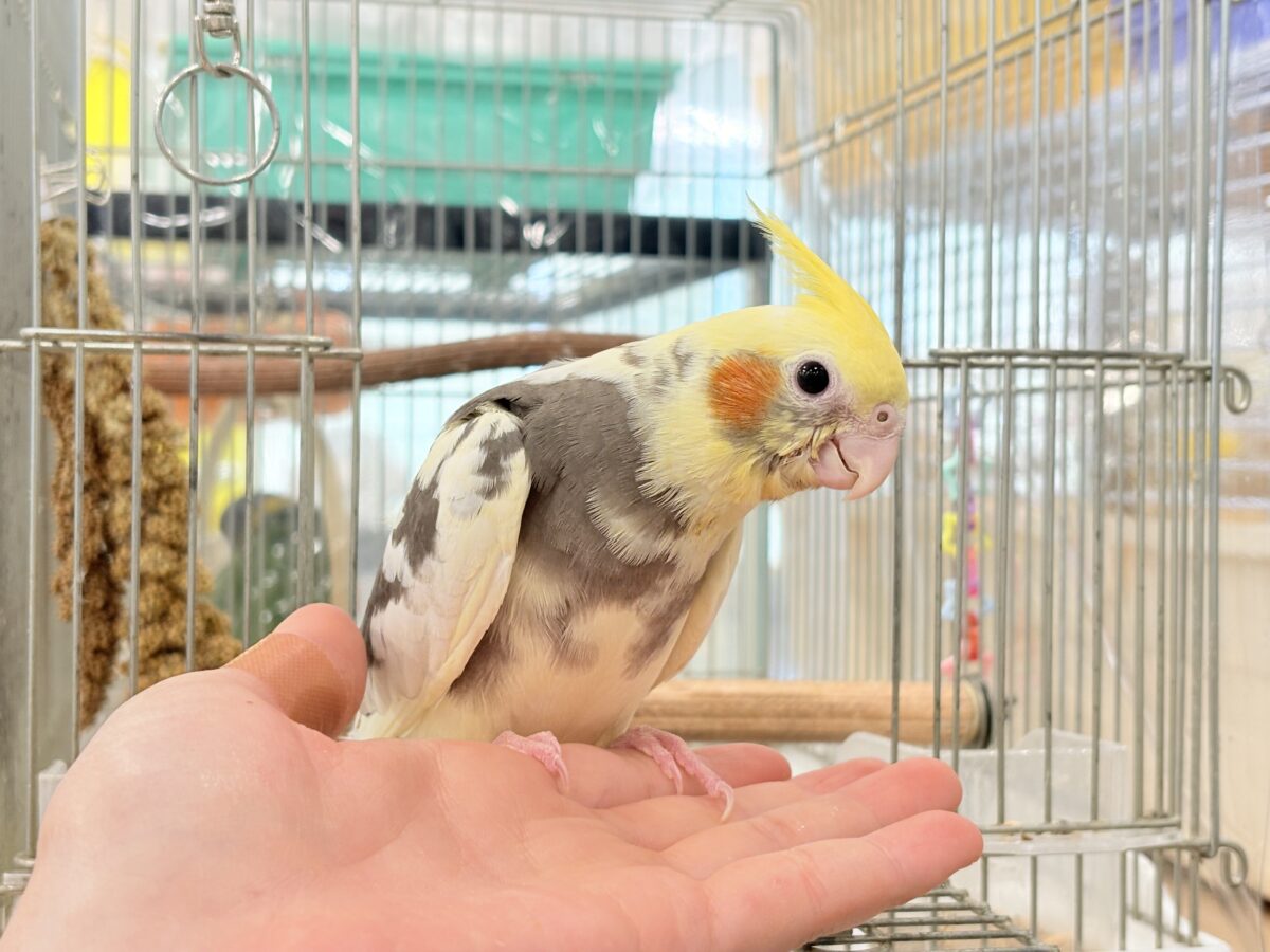 オカメインコ
