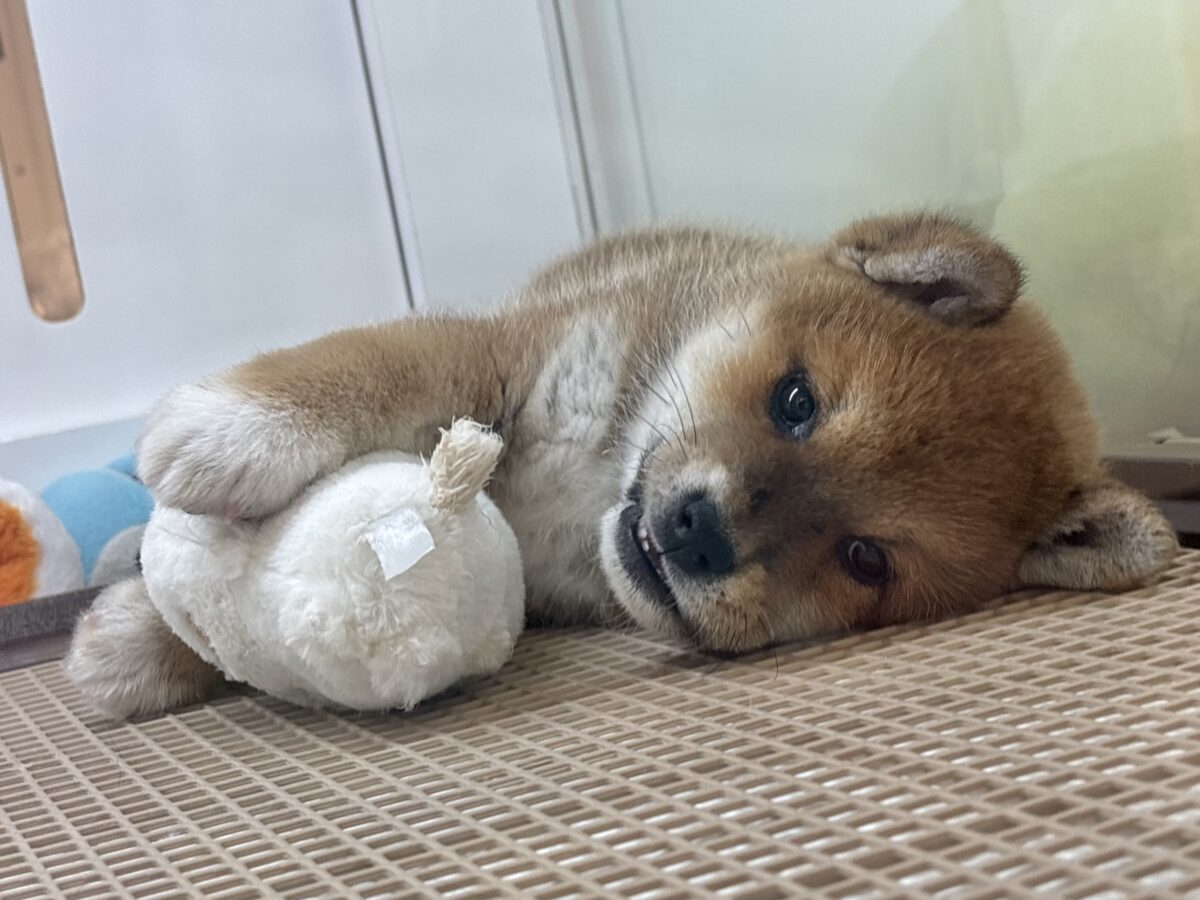 柴犬
