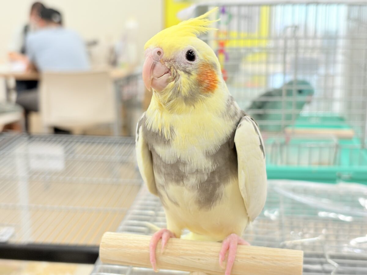 オカメインコ