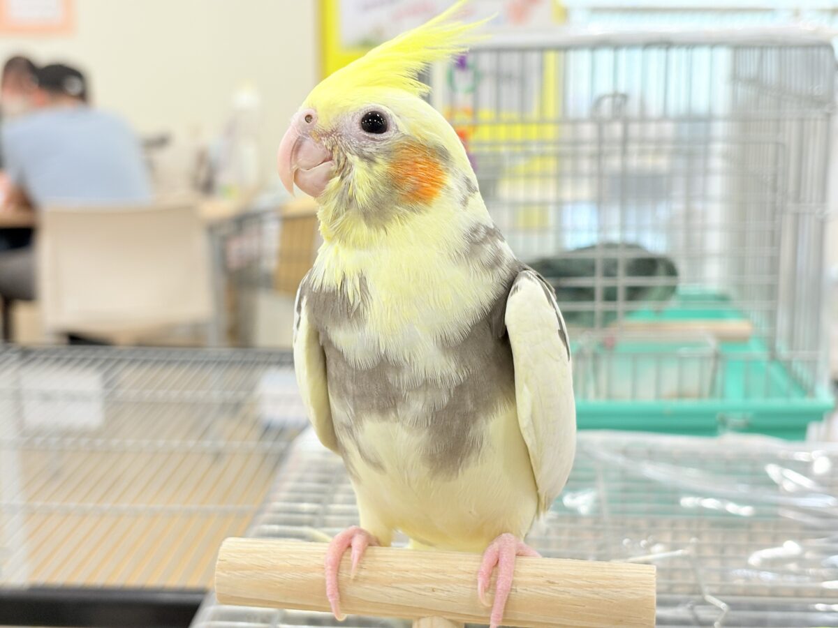 オカメインコ