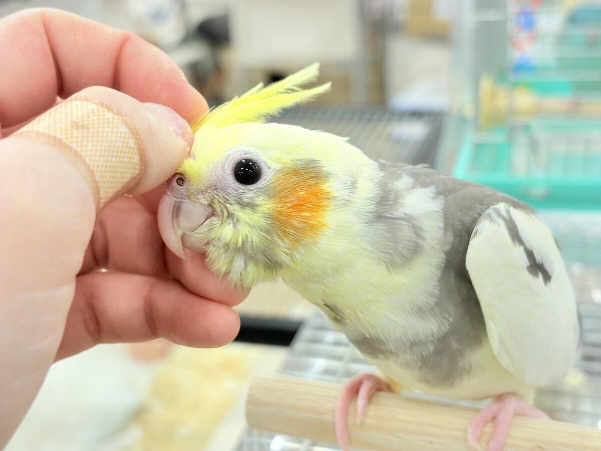 オカメインコ