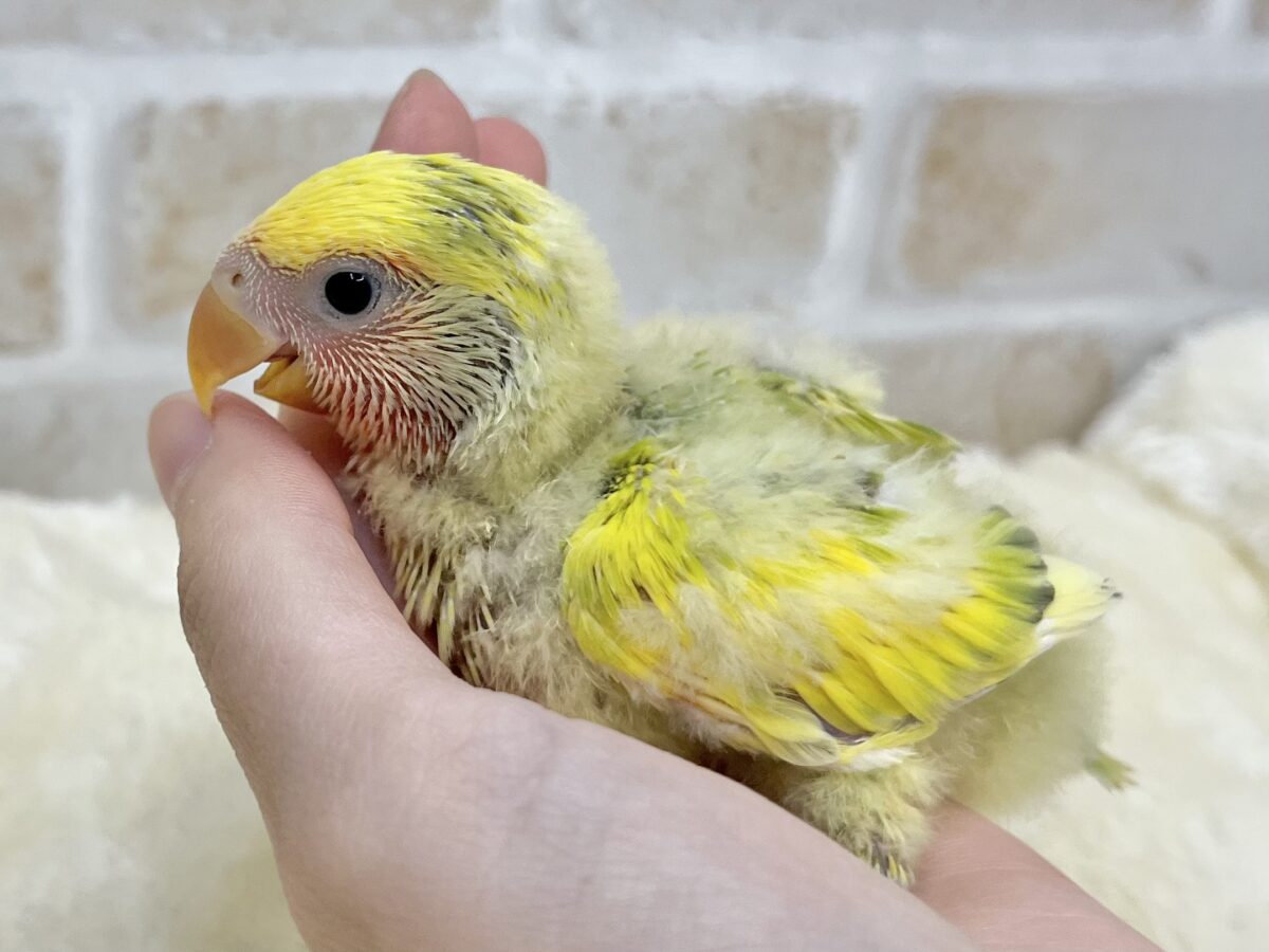 コザクラインコ（小桜インコ）