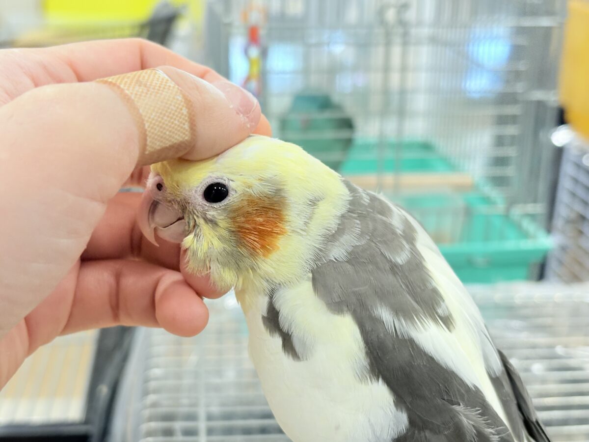 オカメインコ