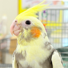 【最新画像更新🪄】優しいお顔のオカメちゃん♬*°オカメインコ(パイド) ヒナ