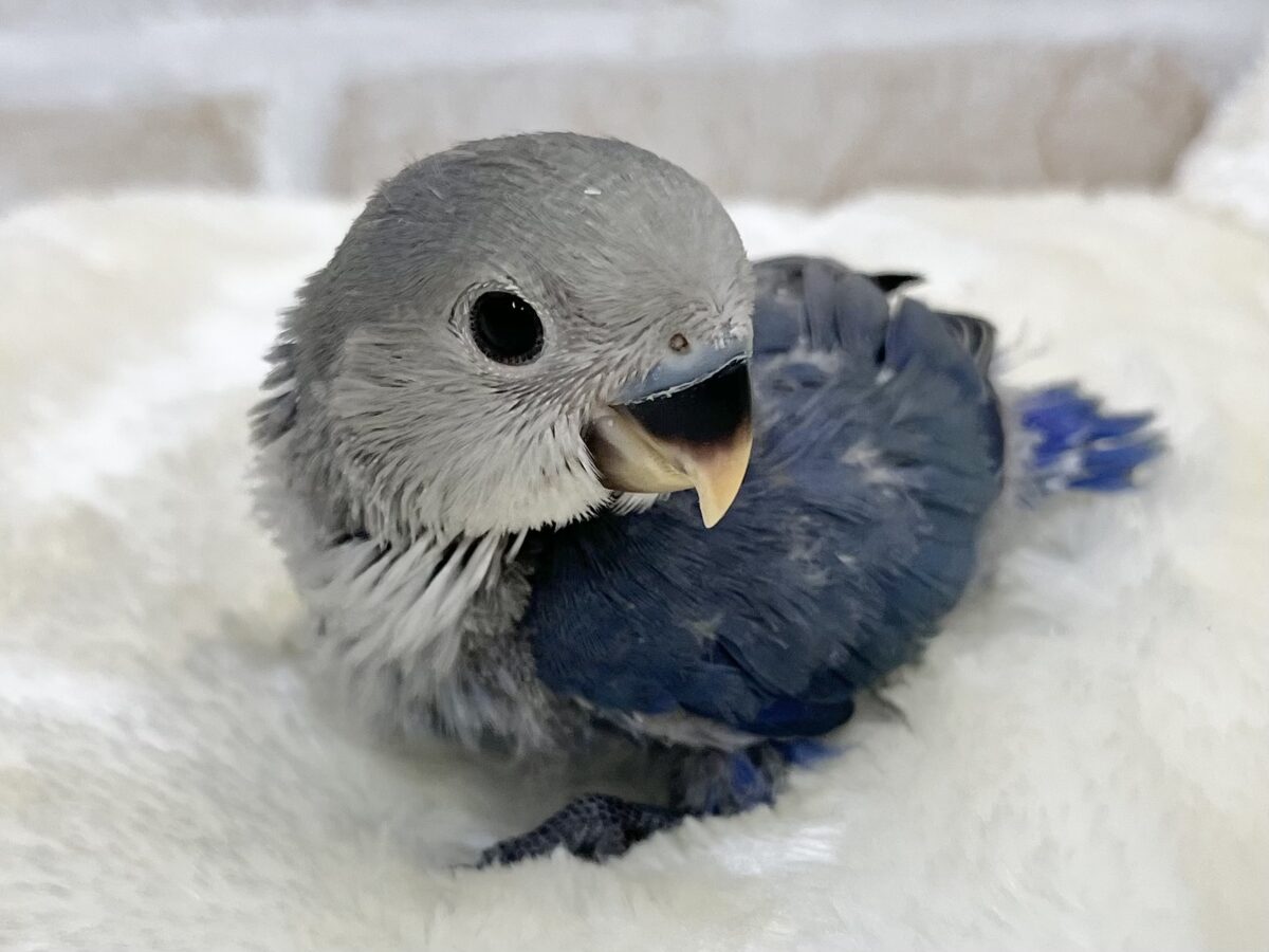 コザクラインコ（小桜インコ）
