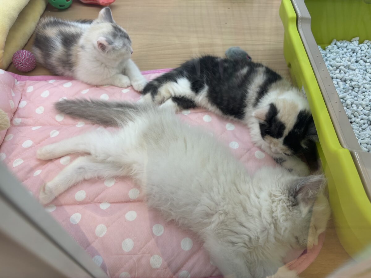 ミックス猫