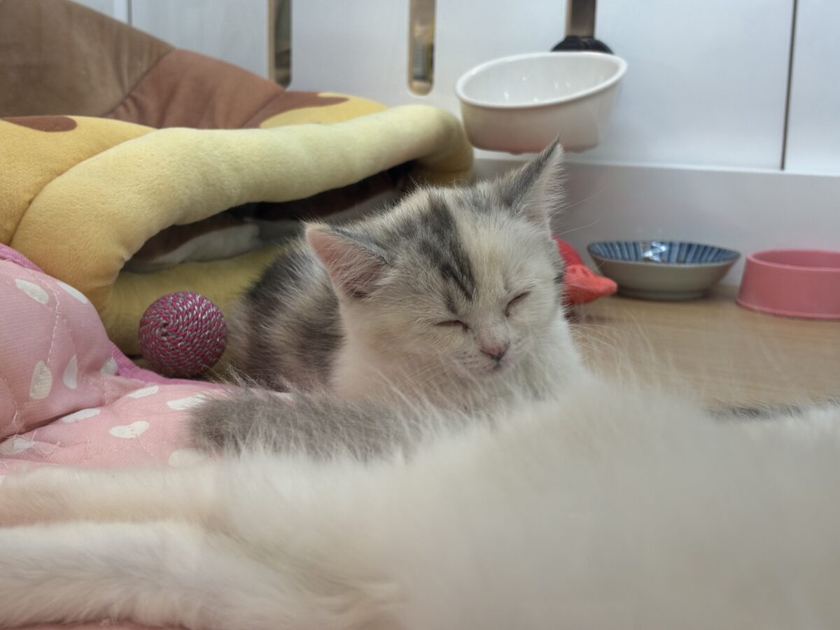 ミックス猫