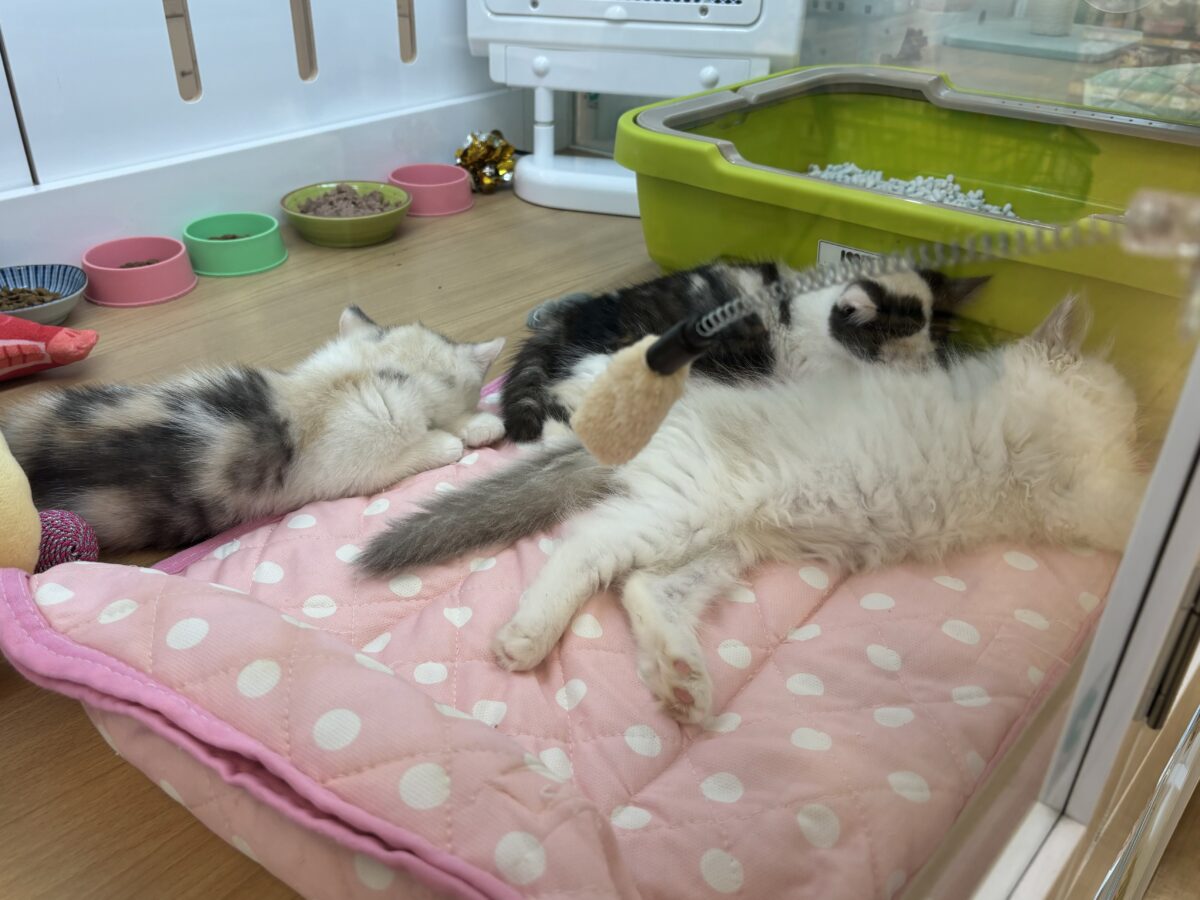 ミックス猫